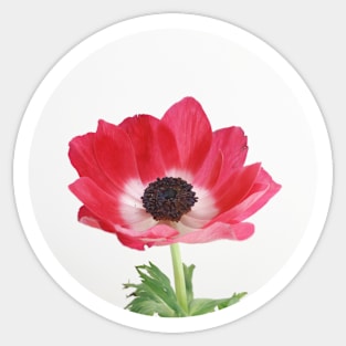 Red Anemone Sticker